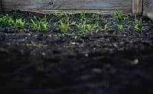 Sprouts in a well-tilled vegetable garden
