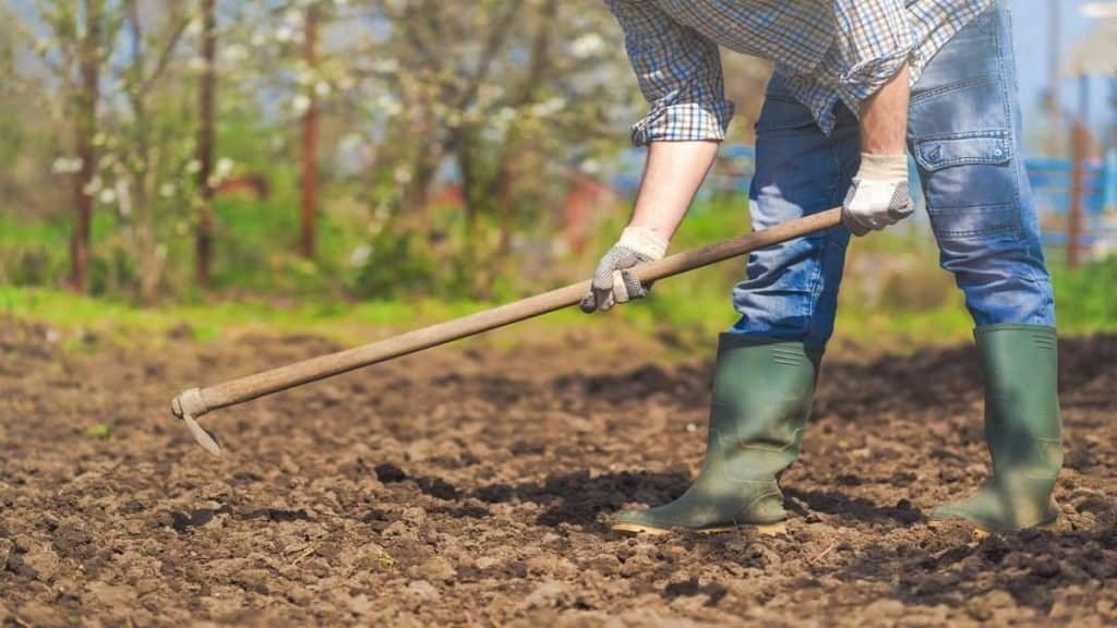 Working with a hoe in the garden