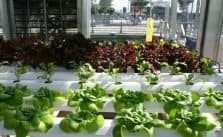 Lettuce in hydroponics