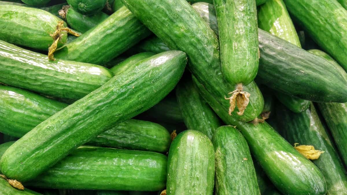 cucumbers from the garden