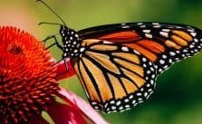 Monarch Butterfly