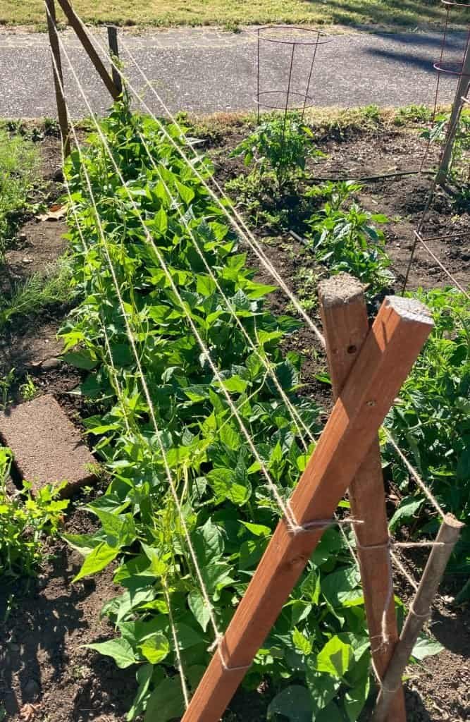 Here are the Easiest Vegetable Plants to Grow