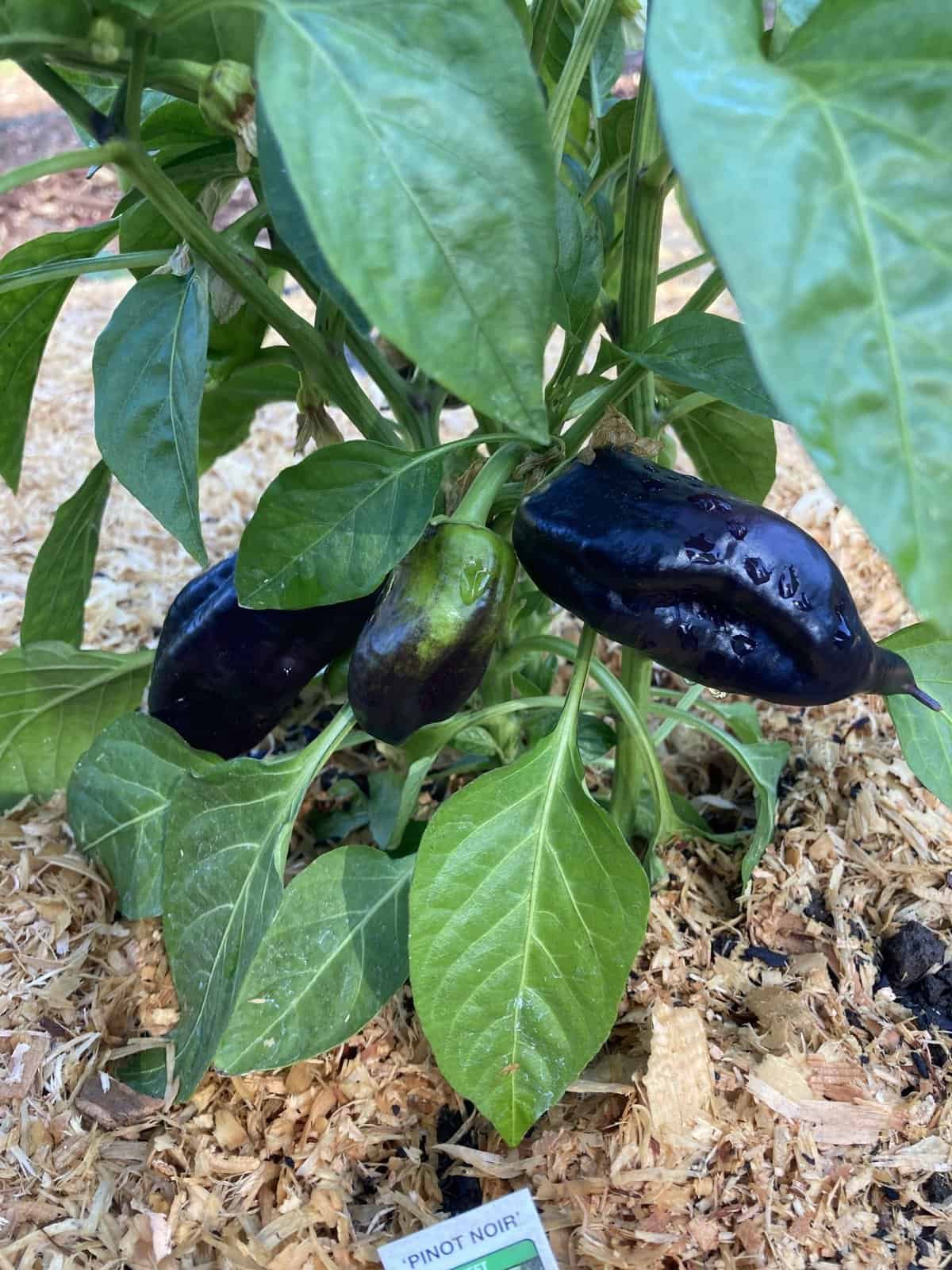 Pinot Noir Pepper