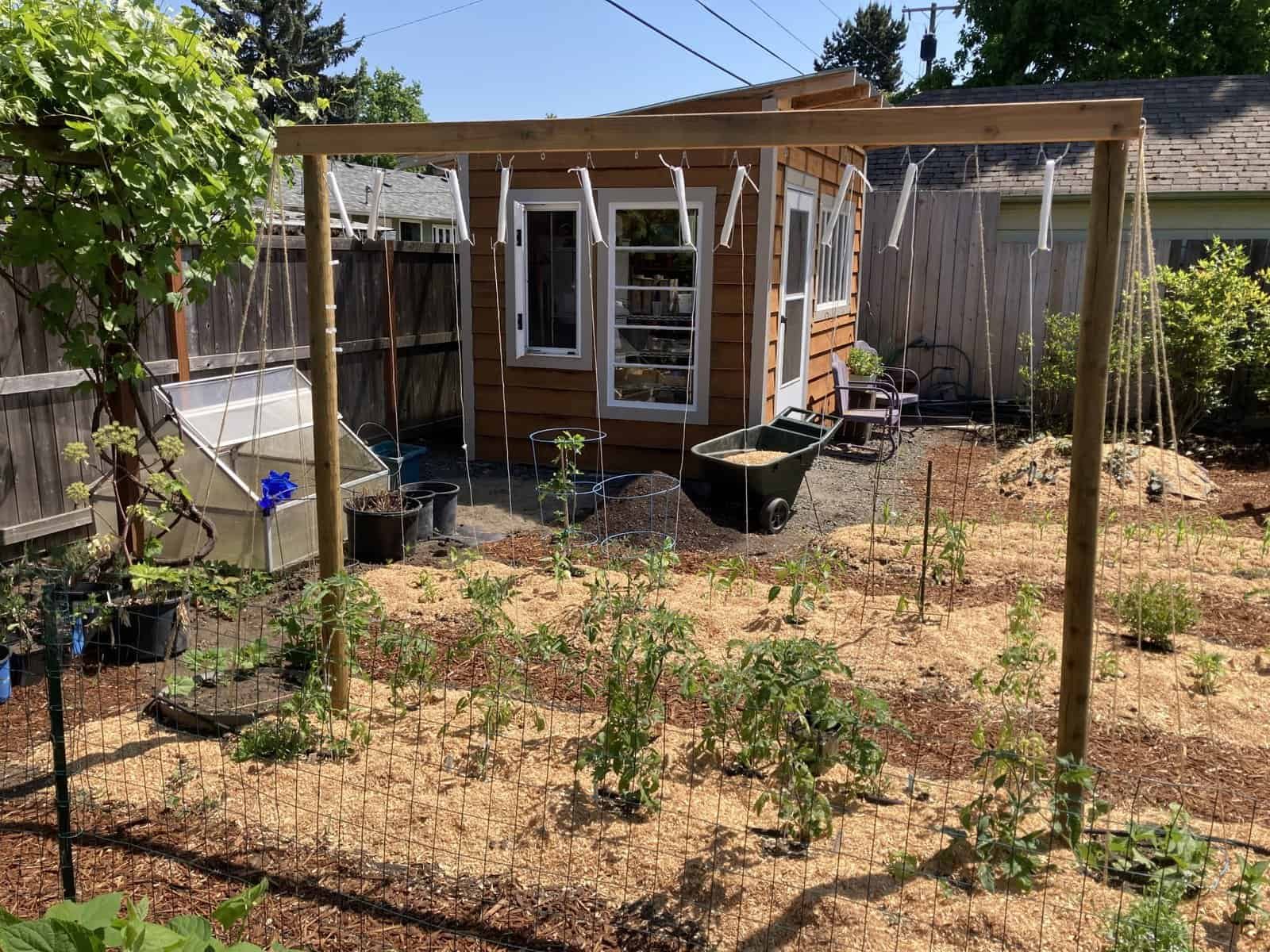 Growing tomatoes vertically