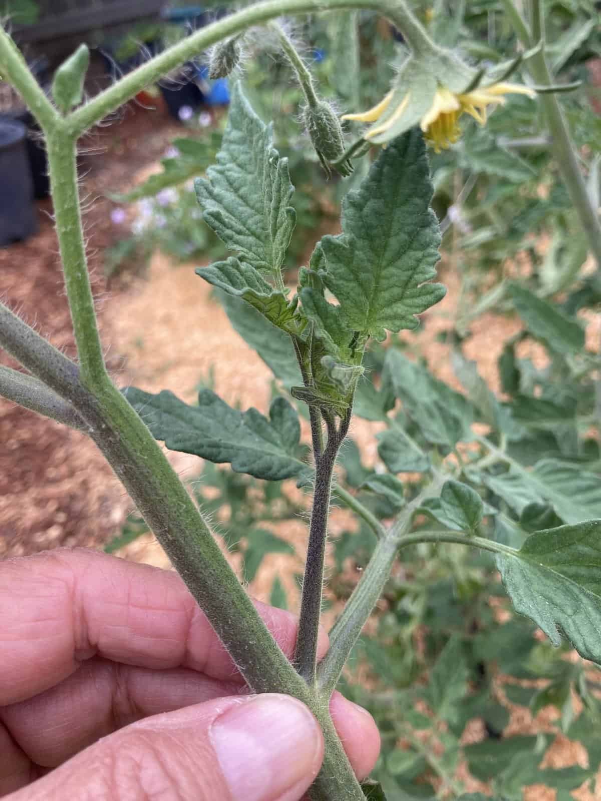 Tomato Pruning