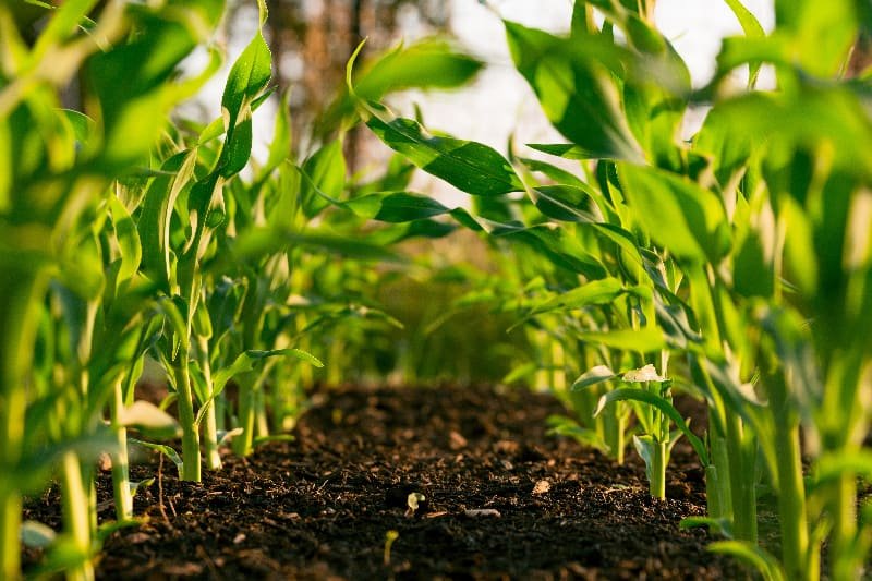 Corn
