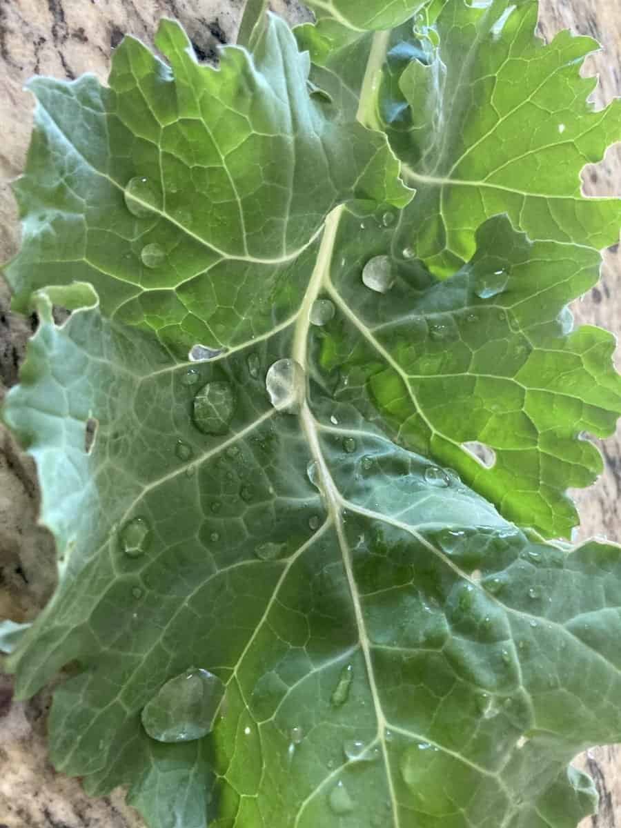 Kale Leaf