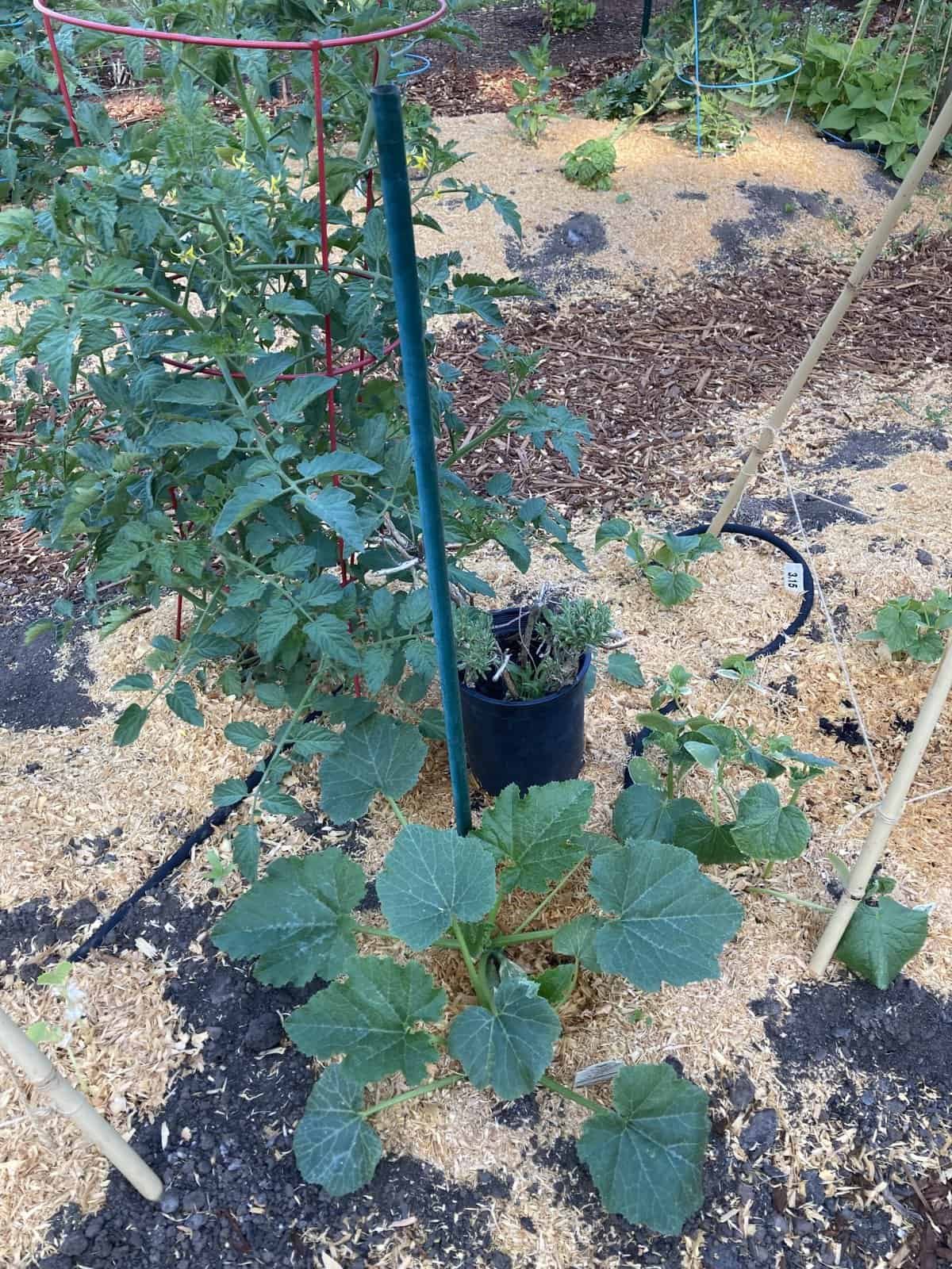 Vertical Zucchini